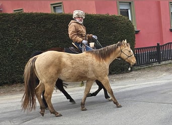 American Quarter Horse, Gelding, 3 years, 14.3 hh, Champagne