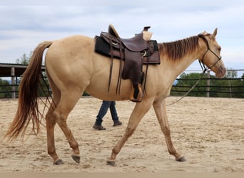 American Quarter Horse, Gelding, 3 years, 14.3 hh, Champagne