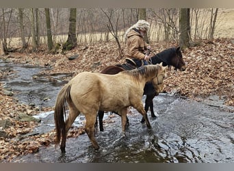 American Quarter Horse, Gelding, 3 years, 14.3 hh, Champagne