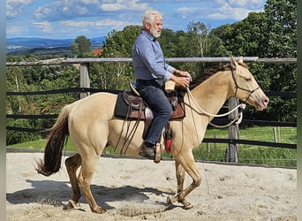 American Quarter Horse, Gelding, 3 years, 14.3 hh, Champagne