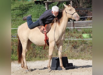 American Quarter Horse, Gelding, 3 years, 14.3 hh, Champagne