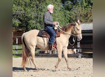 American Quarter Horse, Gelding, 3 years, 14.3 hh, Champagne