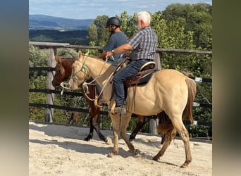 American Quarter Horse, Gelding, 3 years, 14.3 hh, Champagne