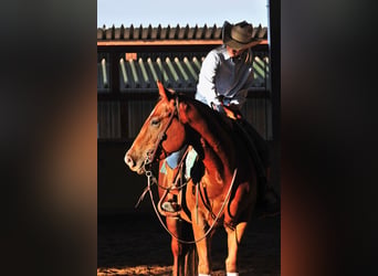 American Quarter Horse, Gelding, 3 years, 14.3 hh, Chestnut-Red