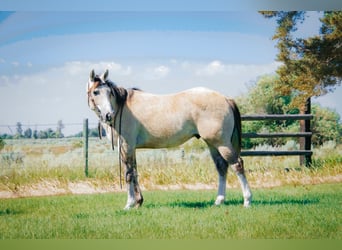 American Quarter Horse, Gelding, 3 years, 14.3 hh, Gray