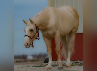 American Quarter Horse, Gelding, 3 years, 14,3 hh, Palomino