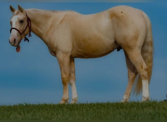 American Quarter Horse, Gelding, 3 years, 14,3 hh, Palomino