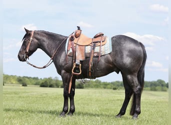 American Quarter Horse, Gelding, 3 years, 14.3 hh, Roan-Blue