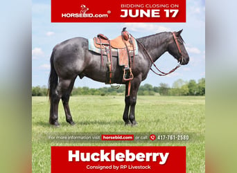 American Quarter Horse, Gelding, 3 years, 14.3 hh, Roan-Blue