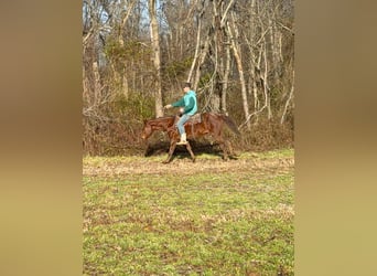 American Quarter Horse, Gelding, 3 years, 14,3 hh, Roan-Red