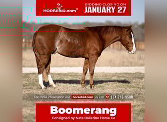 American Quarter Horse, Gelding, 3 years, 14.3 hh, Sorrel
