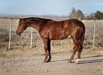 American Quarter Horse, Gelding, 3 years, 14.3 hh, Sorrel