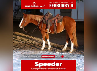 American Quarter Horse, Gelding, 3 years, 14.3 hh, Sorrel
