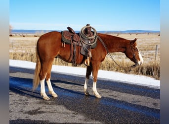 American Quarter Horse, Gelding, 3 years, 14.3 hh, Sorrel
