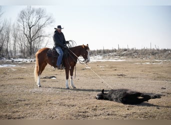 American Quarter Horse, Gelding, 3 years, 14.3 hh, Sorrel