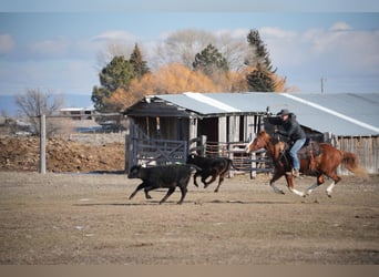 American Quarter Horse, Gelding, 3 years, 14.3 hh, Sorrel