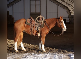 American Quarter Horse, Gelding, 3 years, 14.3 hh, Sorrel