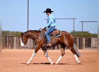 American Quarter Horse, Gelding, 3 years, 14.3 hh, Sorrel