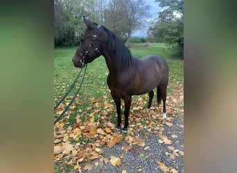 American Quarter Horse, Gelding, 3 years, 14 hh, Brown