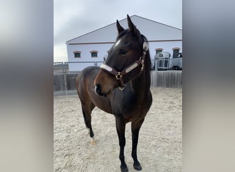 American Quarter Horse, Gelding, 3 years, 14 hh, Brown