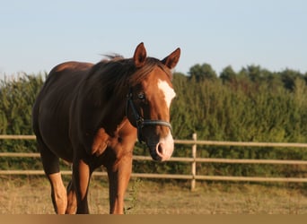 American Quarter Horse, Gelding, 3 years, 14 hh, Chestnut-Red