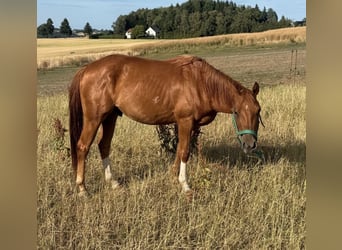 American Quarter Horse, Gelding, 3 years, 14 hh, Chestnut-Red