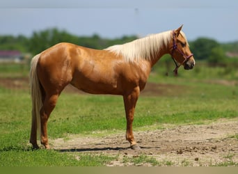 American Quarter Horse, Gelding, 3 years, 14 hh, Palomino