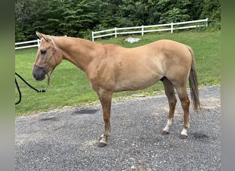 American Quarter Horse, Gelding, 3 years, 14 hh, Red Dun