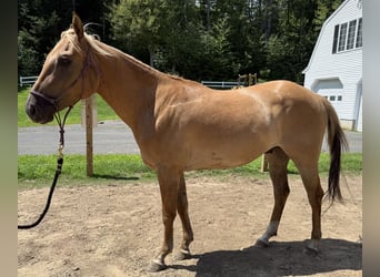 American Quarter Horse, Gelding, 3 years, 14 hh, Red Dun