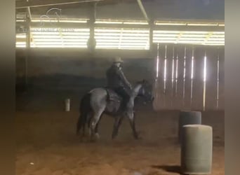 American Quarter Horse, Gelding, 3 years, 14 hh, Roan-Blue