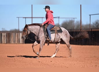 American Quarter Horse, Gelding, 3 years, 14 hh, Roan-Red