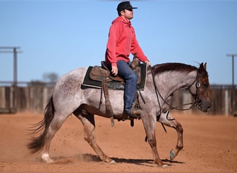 American Quarter Horse, Gelding, 3 years, 14 hh, Roan-Red