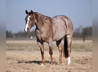 American Quarter Horse, Gelding, 3 years, 14 hh, Roan-Red
