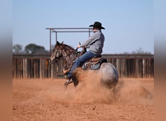 American Quarter Horse, Gelding, 3 years, 14 hh, Roan-Red