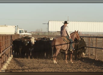 American Quarter Horse, Gelding, 3 years, 14 hh, Roan-Red