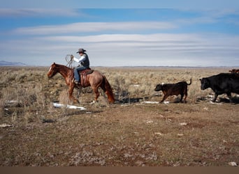 American Quarter Horse, Gelding, 3 years, 14 hh, Roan-Red