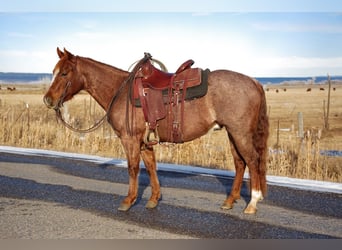 American Quarter Horse, Gelding, 3 years, 14 hh, Roan-Red