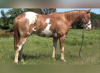 American Quarter Horse Mix, Gelding, 3 years, 14 hh, Tobiano-all-colors