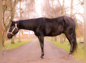 American Quarter Horse, Gelding, 3 years, 14,1 hh, Black
