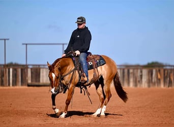 American Quarter Horse, Gelding, 3 years, 14,1 hh, Dun