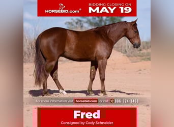 American Quarter Horse, Gelding, 3 years, 14,1 hh, Sorrel