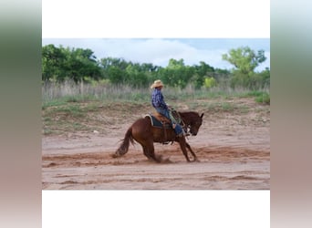 American Quarter Horse, Gelding, 3 years, 14,1 hh, Sorrel