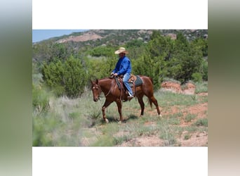 American Quarter Horse, Gelding, 3 years, 14,1 hh, Sorrel