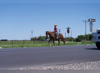 American Quarter Horse, Gelding, 3 years, 14,1 hh, Sorrel