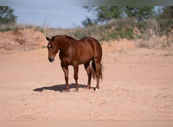 American Quarter Horse, Gelding, 3 years, 14,1 hh, Sorrel