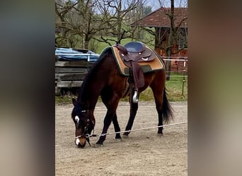 American Quarter Horse, Gelding, 3 years, 14,2 hh, Bay-Dark
