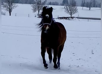 American Quarter Horse, Gelding, 3 years, 14,2 hh, Bay-Dark