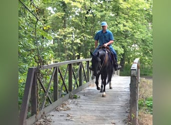 American Quarter Horse, Gelding, 3 years, 14,2 hh, Black