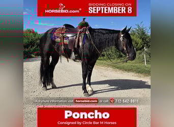 American Quarter Horse, Gelding, 3 years, 14,2 hh, Black