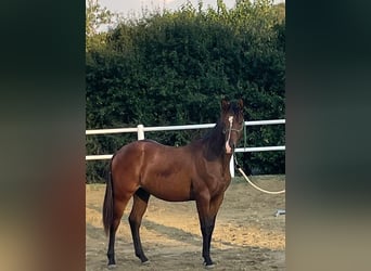 American Quarter Horse, Gelding, 3 years, 14,2 hh, Brown